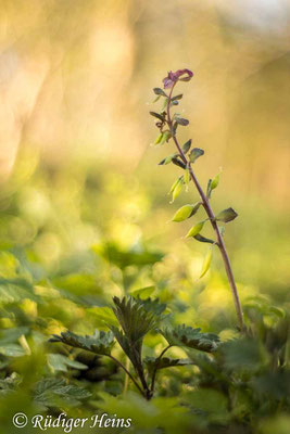 Hohler Lerchensporn (Corydalis cava) Fruchtstand, 27.4.2023 - Pentacolor 50mm f/1,8