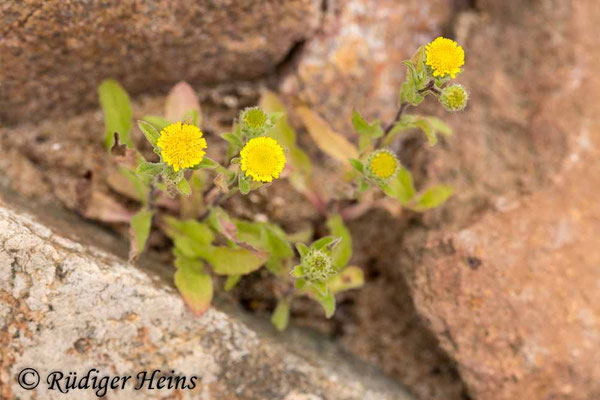 Pulicaria vulgaris (Kleines Flohkraut)