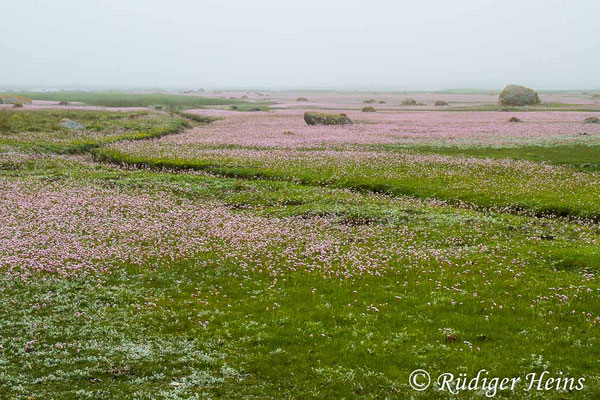 Armeria maritima (Strand-Grasnelke), 4.6.2014