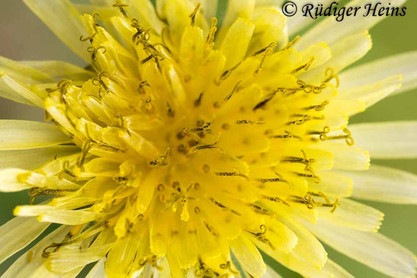 Sonchus oleraceus (Kohl-Gänsedistel), 21.8.2020