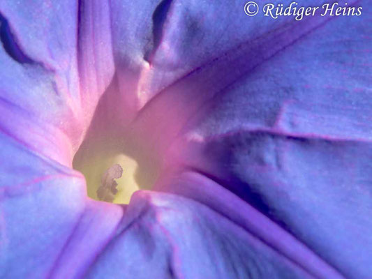 Purpur-Prunkwinde (Ipomoea purpurea), 11.7.2022 - Olympus Tough TG-5