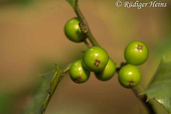 Ilex aquifolium (Europäische Stechpalme), 7.8.2019