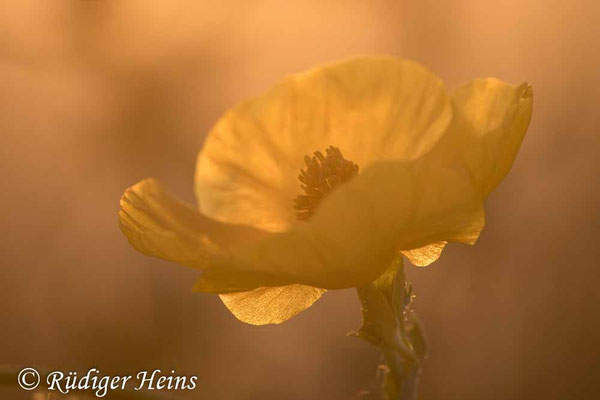Glaucium flavum, Gelber Hornmohn