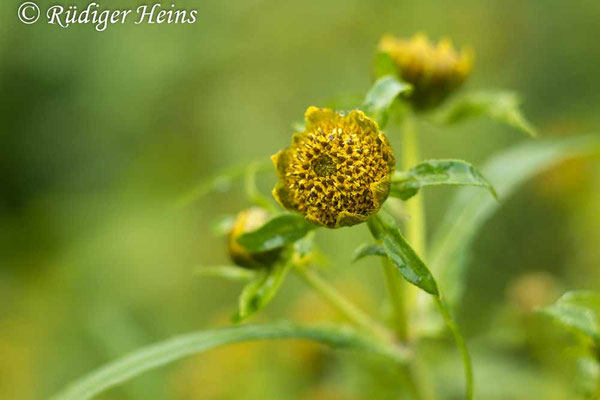 Bidens cernua (Nickender Zweizahn)