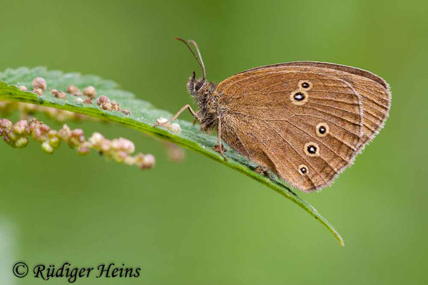 Aphantopus hyperantus (Brauner Waldvogel), 31.7.2011