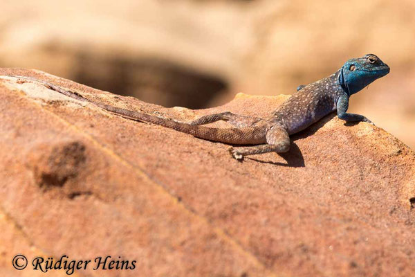 Pseudotrapelus sinaitus (Sinai-Agame) Männchen
