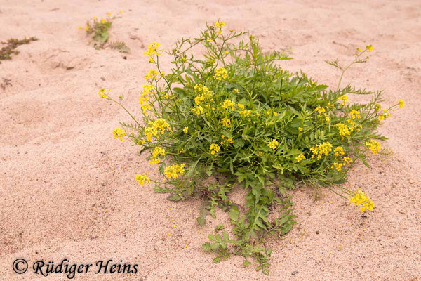 Rorippa sylvestris (Wald-Sumpfkresse), 11.8.2023