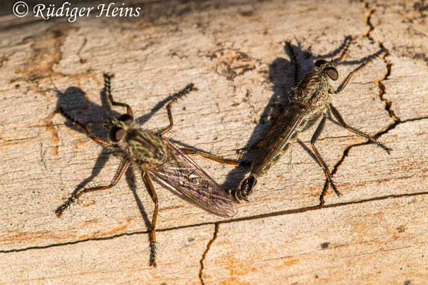 Tolmerus atricapillus (Gemeine Raubfliege) Paarung, 3.8.2020