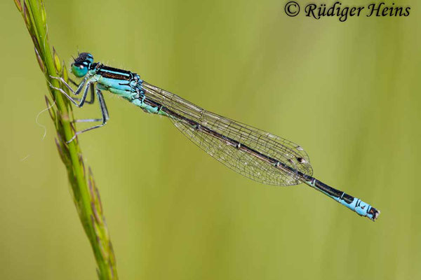 Ischnura pumilio (Kleine Pechlibelle) Männchen, 13.6.2011