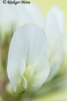 Trifolium repens (Weißklee)