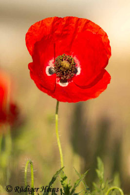 Papaver rhoeas, Klatschmohn