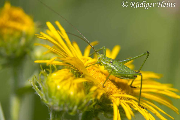 Gestreifte Zartschrecke (Leptophyes albovittata) männliche Larve, 19.7.2024 - Makroobjektiv 180mm f/3.5