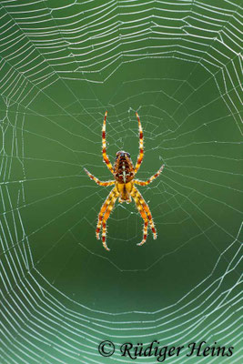 Araneus diadematus (Gartenkreuzspinne)