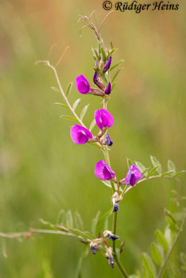 Vicia sativa (Futterwicke)