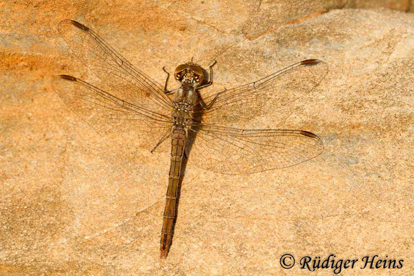 Sympetrum meridionale (Südliche Heidelibelle) Weibchen, 15.10.2013