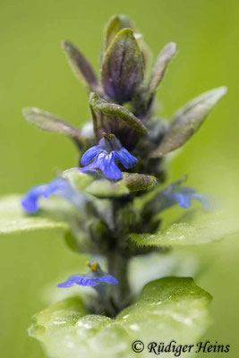 Ajuga reptans (Kriechender Günsel), 17.5.2025