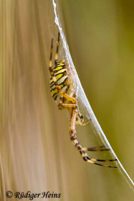 Argiope bruennichi (Zebraspinne, Wespenspinne)