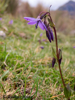 Gentianella rapunculoides, 14.2.2020