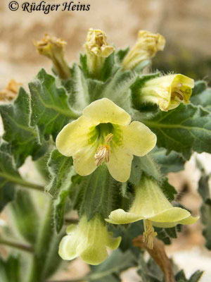 Hyoscyamus albus (Weißes Bilsenkraut), 26.3.2024