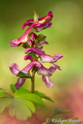 Corydalis cava (Hohler Lerchensporn), 6.4.2015