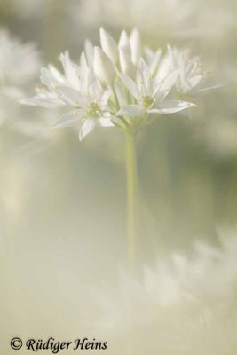 Allium ursinum (Bärlauch), 12.5.2023