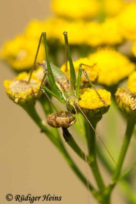 Gestreifte Zartschrecke (Leptophyes albovittata) Männchen, 19.7.2024 - Makroobjektiv 180mm f/3.5