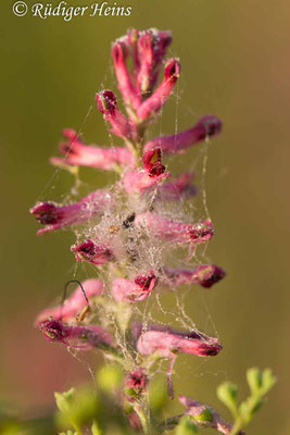 Fumaria officinalis (Gewöhnlicher Erdrauch), 9.5.2019