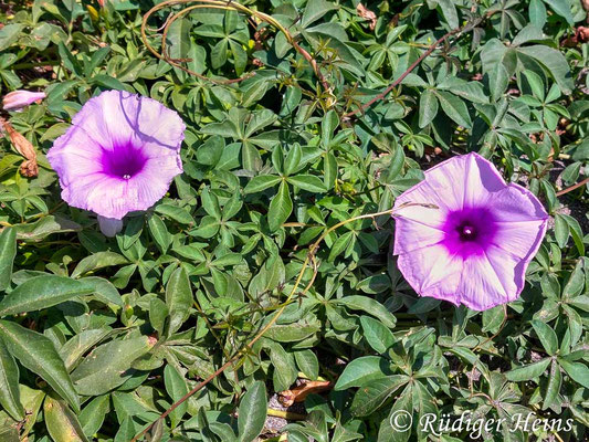 Ipomoea cairica (Trichterwinde), 15.5.2023