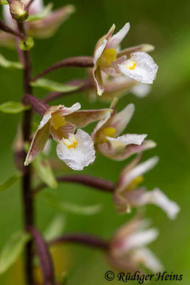 Epipactis palustris (Sumpf-Stendelwurz), 27.7.2015