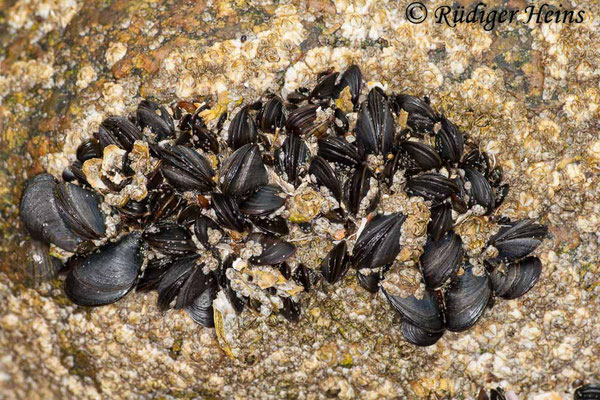 Mytilus edulis (Gemeine Miesmuschel), 15.7.2008