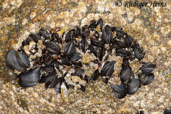 Mytilus edulis (Gemeine Miesmuschel)