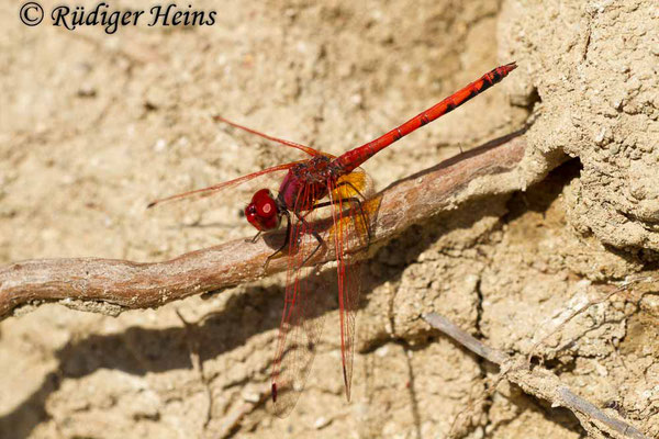 Trithemis arteriosa (Rotader-Sonnenzeiger) Männchen, 27.10.2015