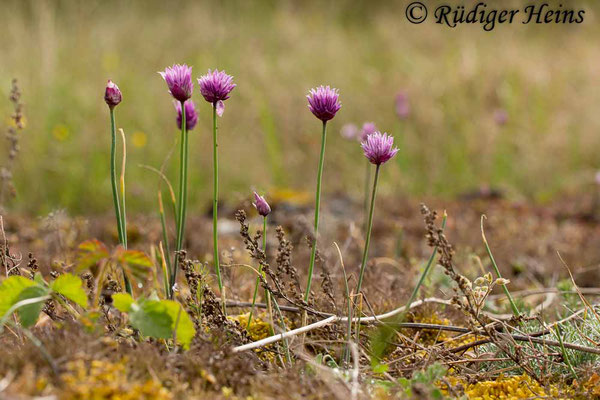 Allium schoenoprasum (Schnittlauch), 30.5.2014