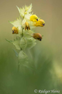 Rhinanthus angustifolius (Großer Klappertopf), 25.8.2021