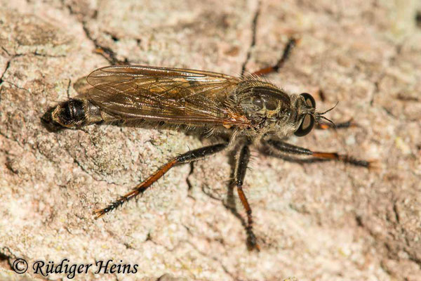 Neoitamus cyanurus (Gemeiner Strauchdieb) Männchen, 6.7.2023