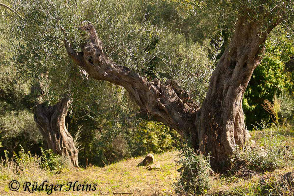 Olea europaea (Olive), 12.10.2010