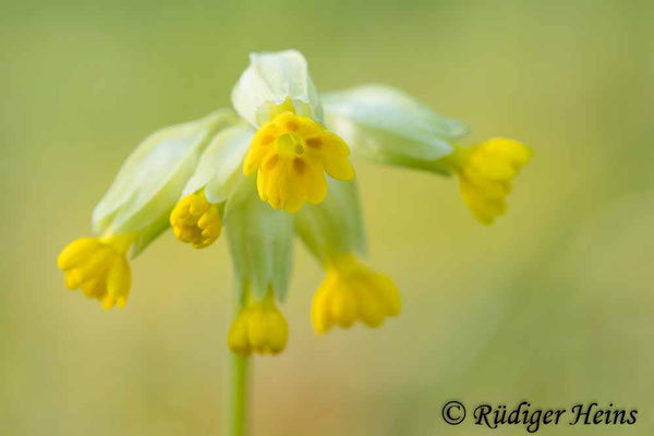 Primula veris (Echte Schlüsselblume), 21.4.2024