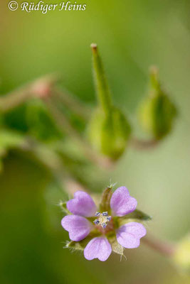 Geranium pusillum (Kleiner Storchschnabel), 4.6.2025