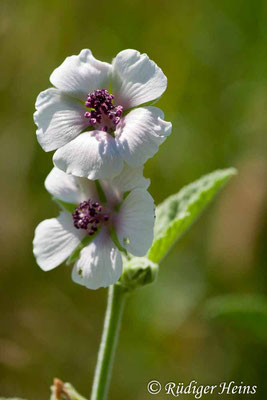 Althaea officinalis (Echter Eibisch), 21.7.2007