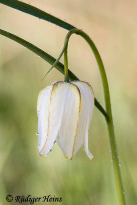 Fritillaria meleagris (Schachblume), 27.4.2021