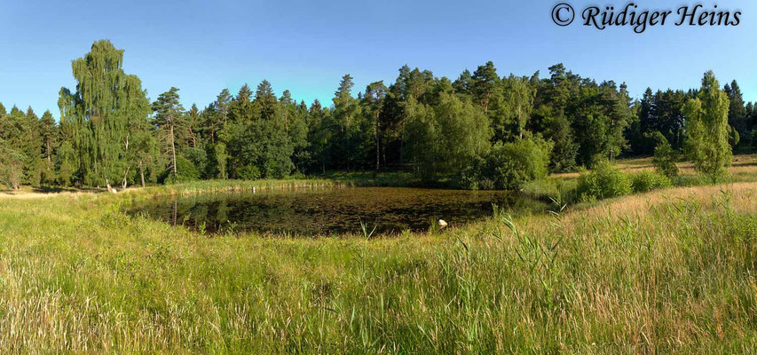Leucorrhinia pectoralis (Große Moosjungfer) Fortpflanzungsgewässer, 2.7.2018 (Panorama aus vier Aufnahmen)