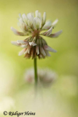 Trifolium repens (Weißklee)