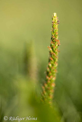 Plantago major (Breitwegerich), 7.9.2024