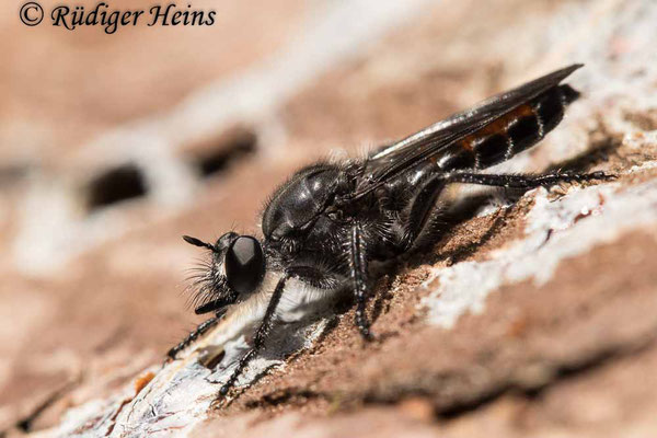 Choerades gilva (Karminrote Mordfliege) Weibchen, 7.7.2020