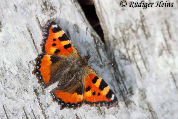 Aglais urticae (Kleiner Fuchs), 28.8.2005