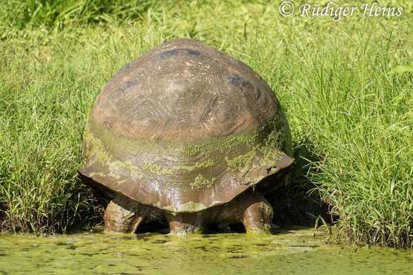 Chelonoidis porteri (Santa-Cruz-Riesenschildkröte), 15.2.2020