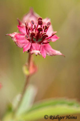 Potentilla palustris (Sumpf-Blutauge), 12.6.2020