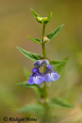 Scutellaria galericulata (Sumpf-Helmkraut), 19.8.2023