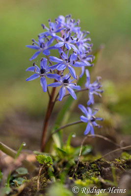 Scilla bifolia (Zweiblättrige Blaustern), 24.3.2019