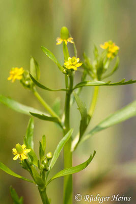 Ranunculus sceleratus (Gift-Hahnenfuß)